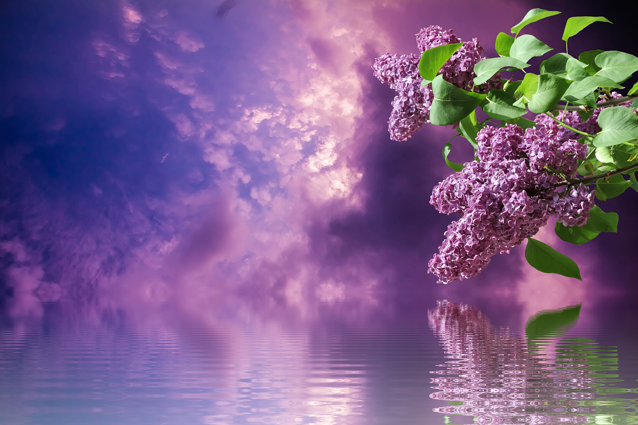 lilac spring nature branches purple garden lilac tree lilac branch clouds heaven lilac lilac lilac lilac lilac lilac tree heaven heaven