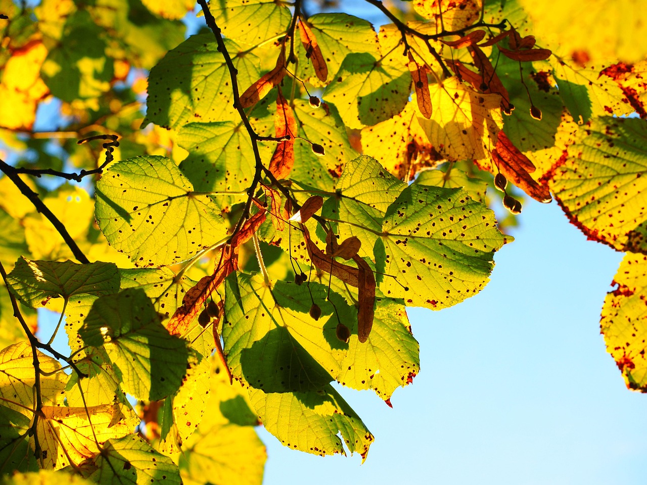 autumn leaves foliage autumn leaves autumn foliage autumn colors autumn season fall foliage fall leaves fall colors nature backlighting lime tree stone lime tree tilia cordata tilioideae lime tree lime tree lime tree lime tree lime tree