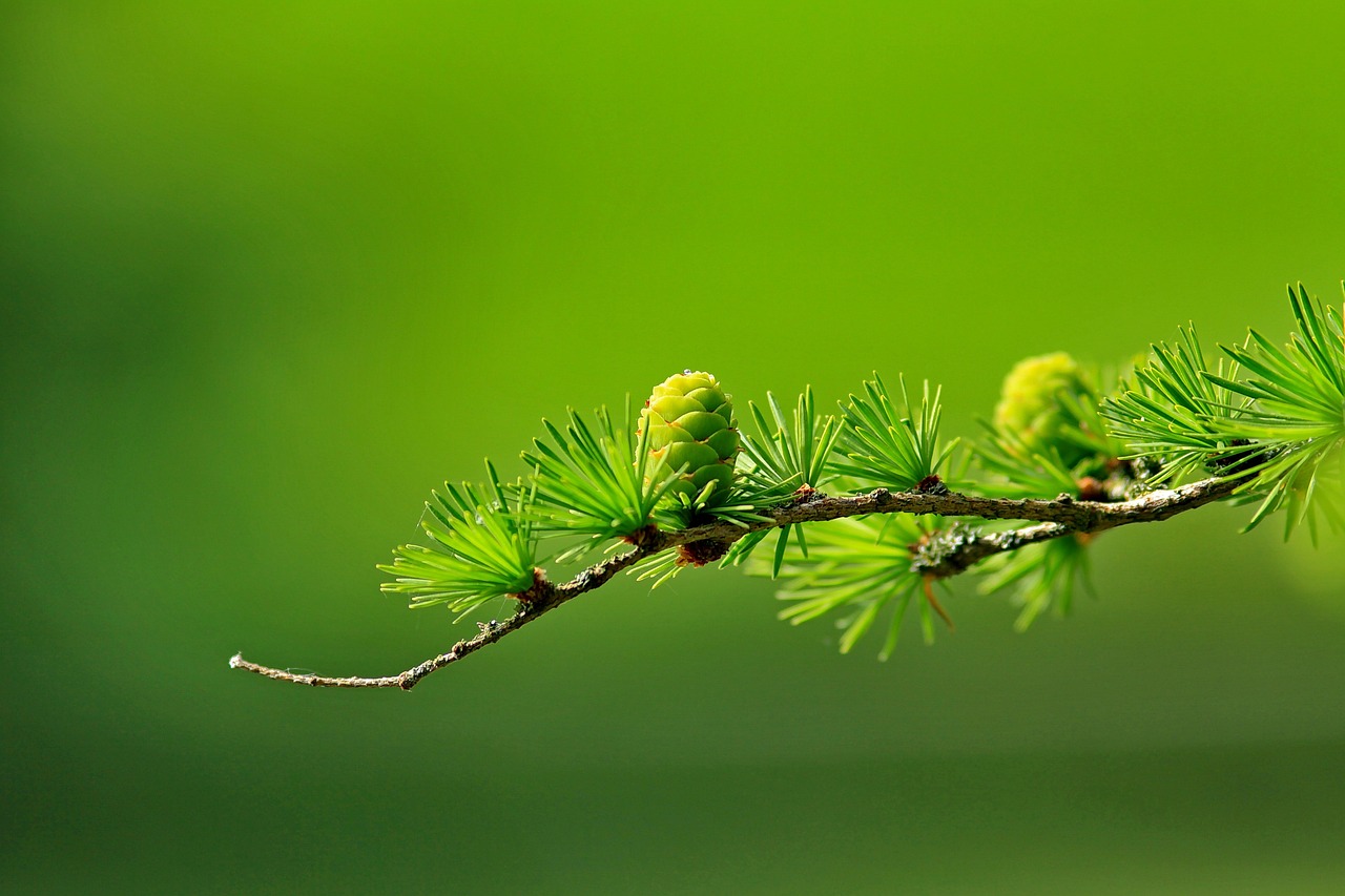 tree branch cones larch needles larch green growing growth european larch conifer larix larix decidua nature closeup tree branch green green green green green growth growth growth