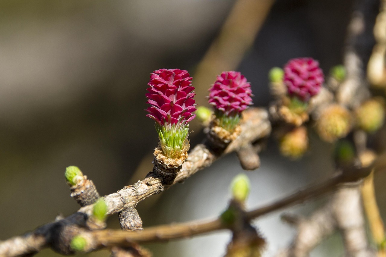 larch flower larch conifer tree european larch nature branch spring harbinger of spring larch larch larch larch larch