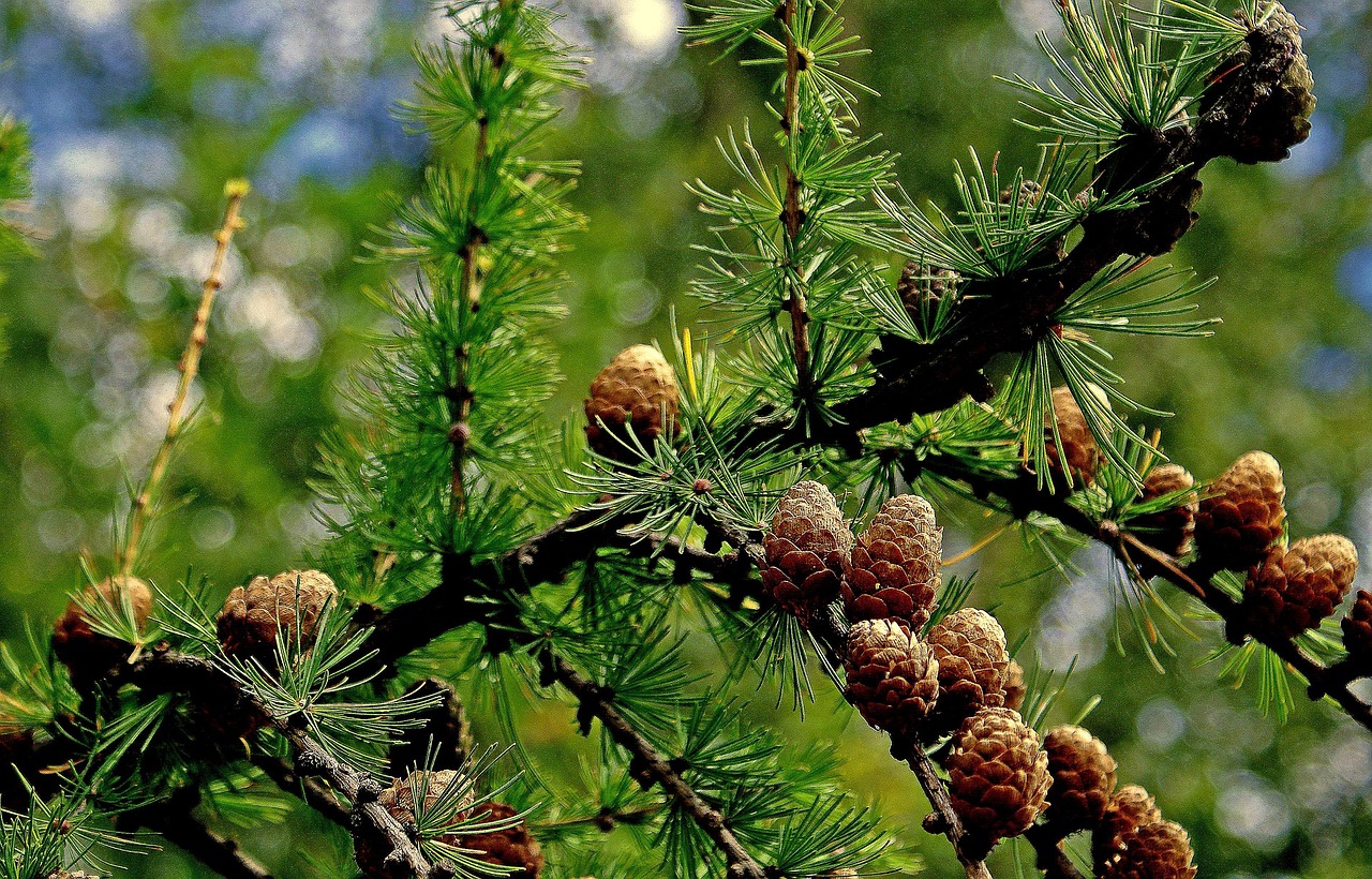 nature tree larch tree name larch cones larch needles larch cones sprig larch larch larch larch larch