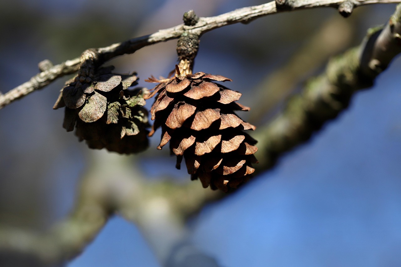 larch larch tree larix decidua tap seed scales larch cones branch tree nature