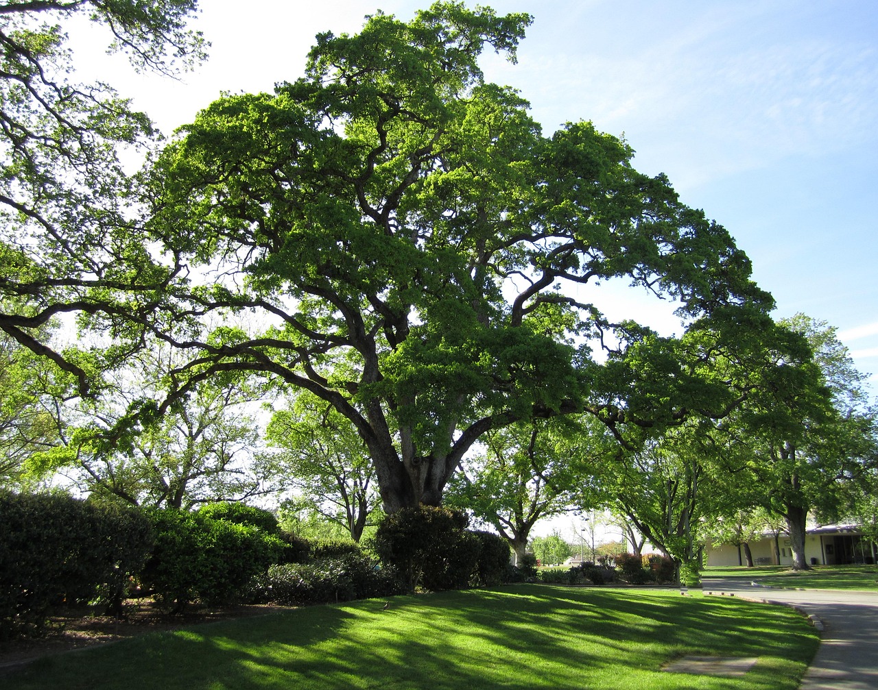 tree nature oak tree live oak green landscape oak tree oak tree live oak live oak live oak live oak live oak