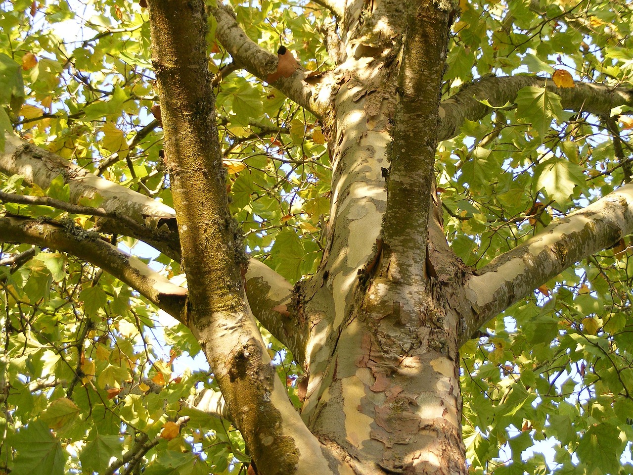 plane tree london plane tree sycamore platanaceae tree trunk bark nature branches branch wood peeling