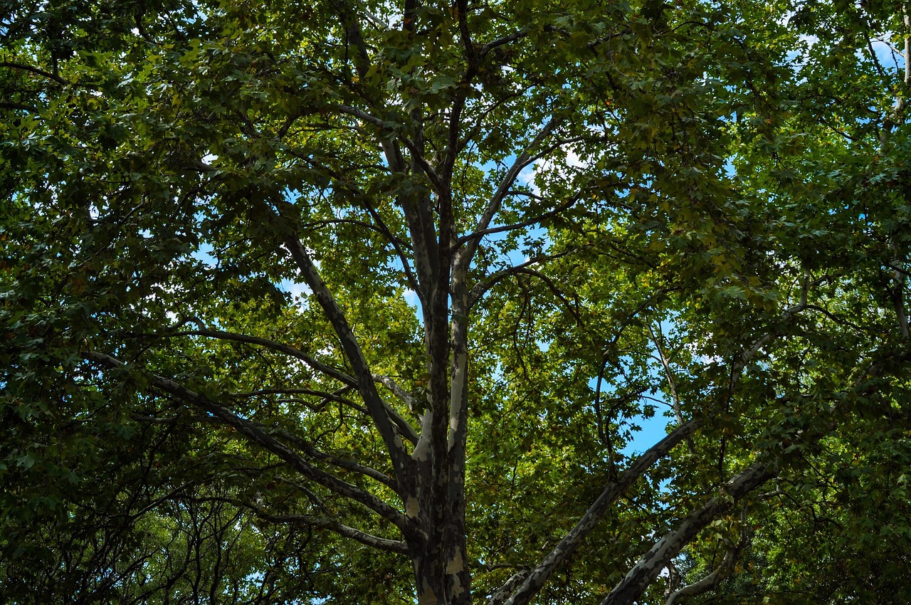 tree plane tree london plane sky landscape nature green outdoor silhouette single summer leaves vibrant texture bright london plane tree branches big scenic plant full life full of life living green plane green airplane