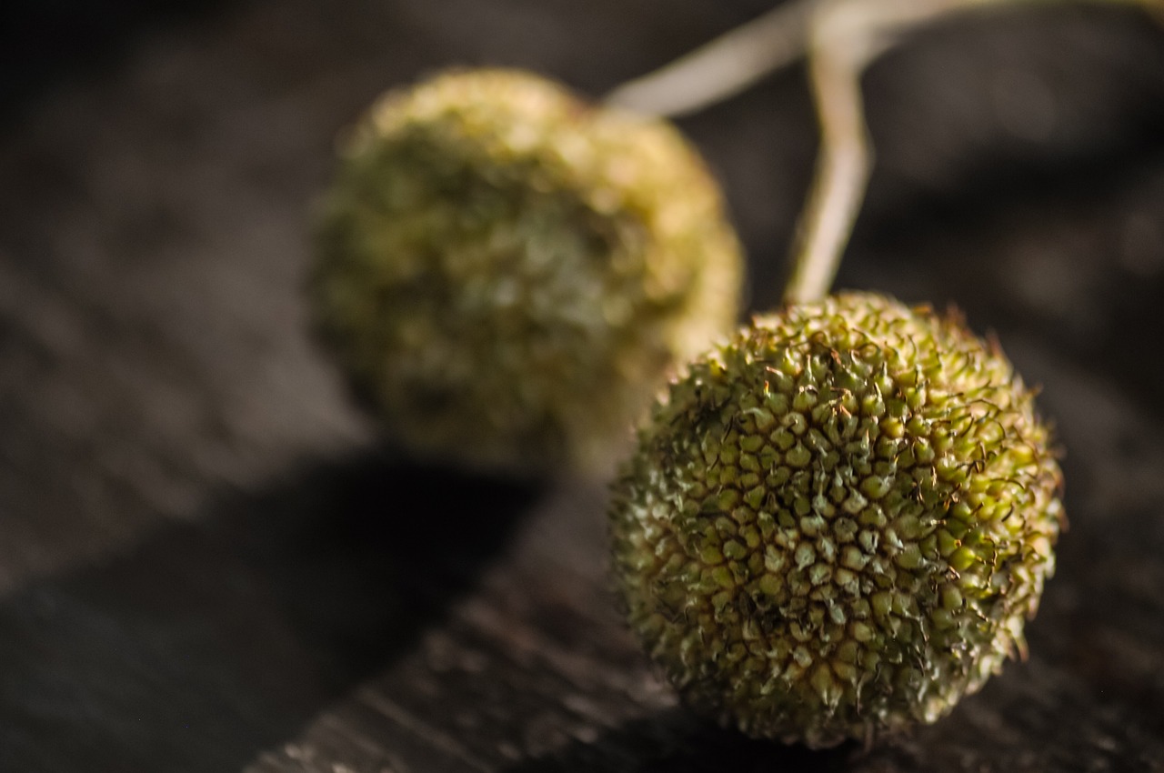 seeds seed pods seedlings london plane plane tree nature growth wood close up macro hybrid plane london planetree brown plane brown growth brown airplane