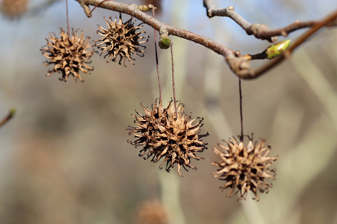 amber tree tree fruits amber tree fruits prickly nature tree fruit spherical capsules