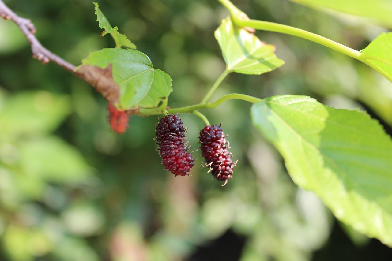 blackberry nature mulberry tree