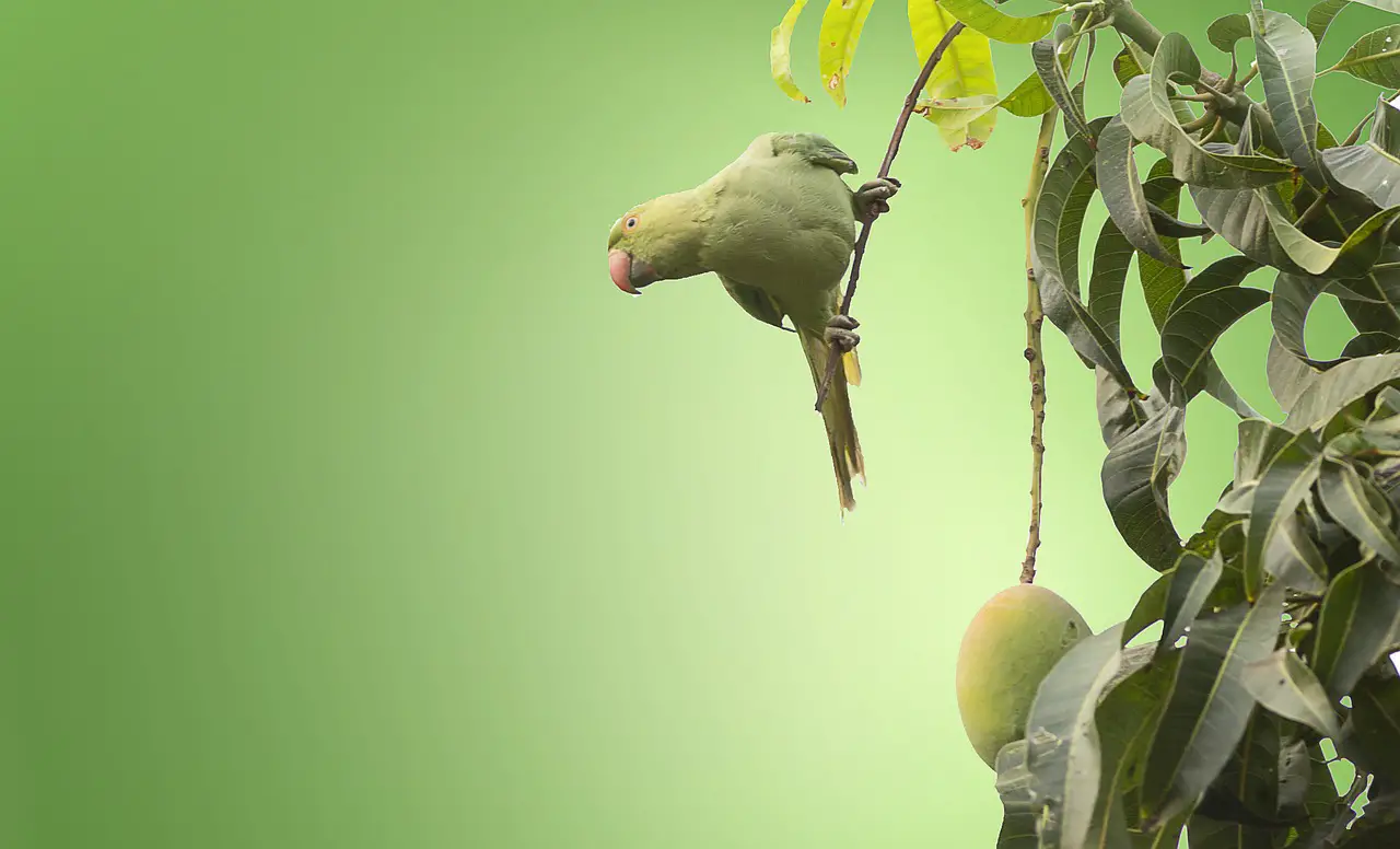 bird leaves green foliage tree animal green mango avian wildlife fauna mango tree fruit tree nature halsbandsittich tree tree tree tree green mango green mango mango tree mango tree mango tree mango tree mango tree