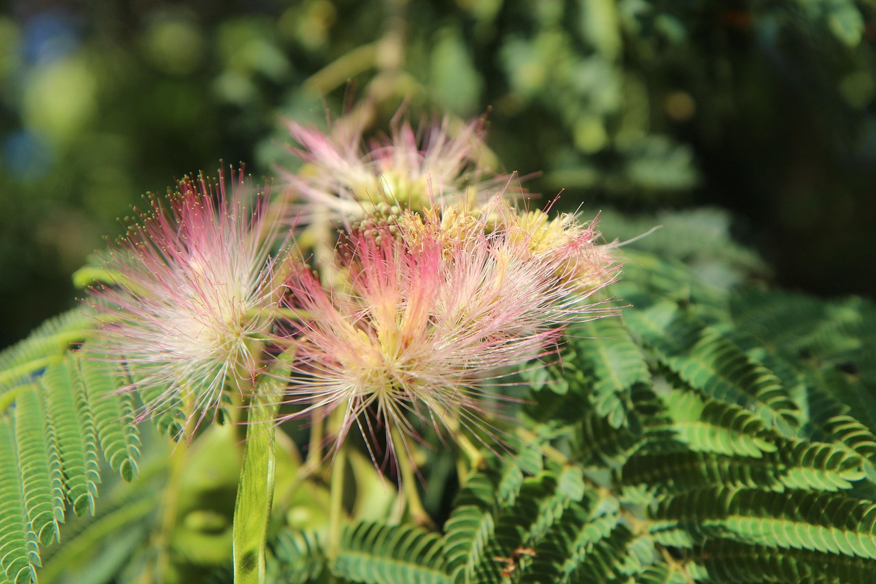 silk tree mimosa of constantinople shrub flowering