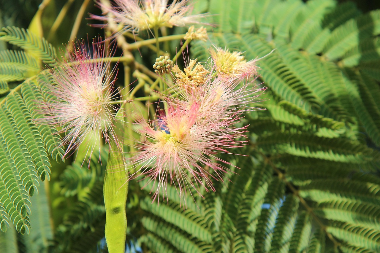 silk tree mimosa of constantinople shrub flowering