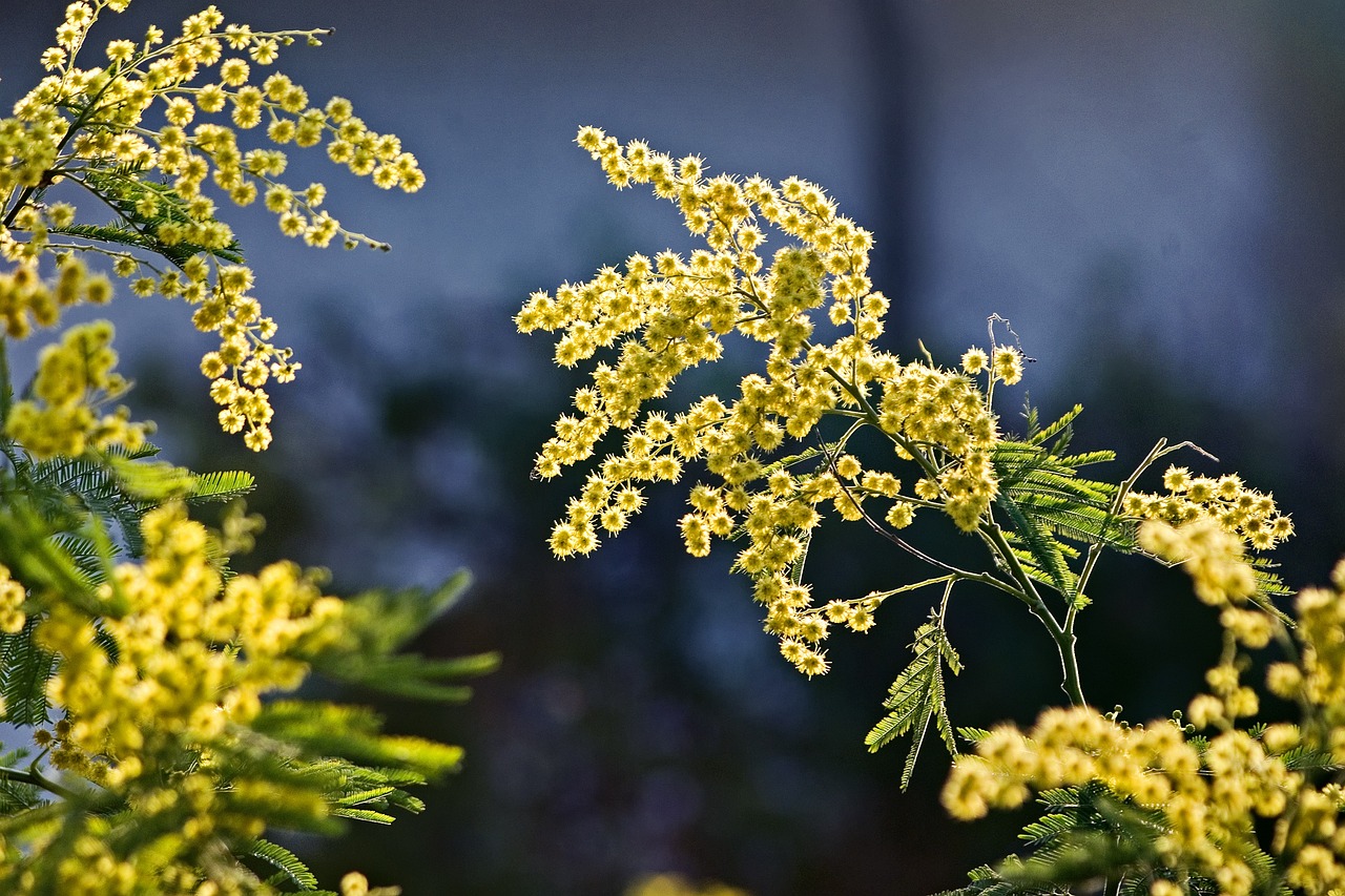 mimosa flowers spring bloom flower wallpaper yellow flowers mimosa flowers flower background small flowers 8 march beautiful flowers women's day inflorescence flower garden nature plant flora yellow pentax k10