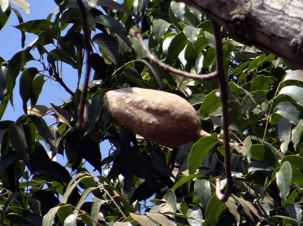 mahogany seed pod tree branch twig leaves hardwood timber nature indian mahogany swietenia mahagoni dharwad india