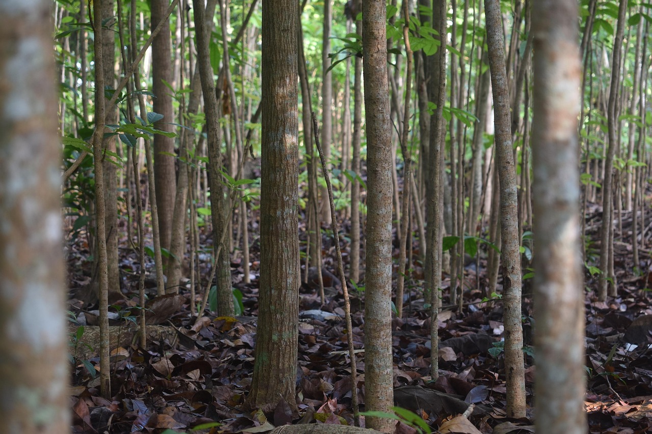 mahogany tree forest outdoor nature natural mahogany mahogany mahogany mahogany mahogany