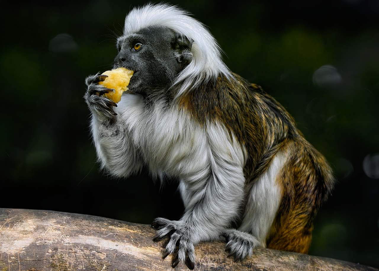 tamarin cotton-top tamarin monkey primate new world monkey arboreal diurnal mammal nature animal wildlife critically endangered