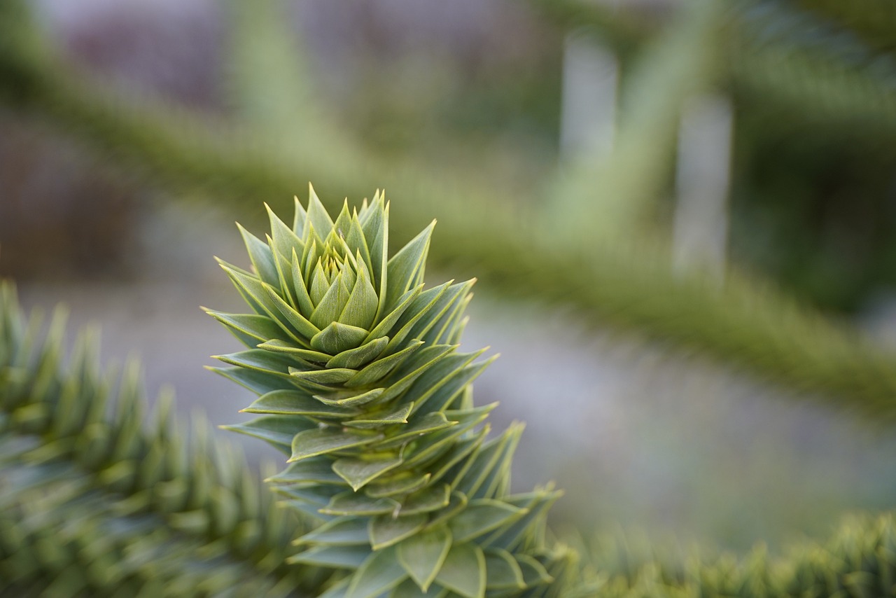 araucaria monkey puzzle tree branch exotic green nature asia