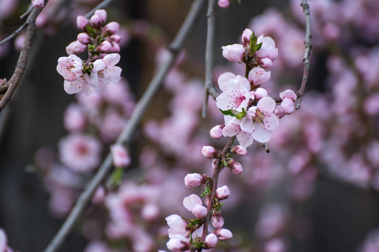 nectarine spring flower background beautiful flowers nature pink flowers flowers garden tree flower wallpaper petals flora