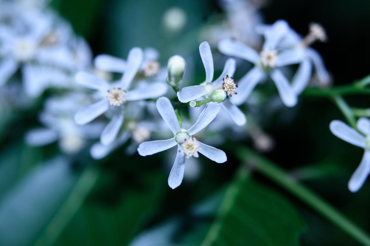 neem flowers beautiful flowers plant flower wallpaper blue flowers petals flower background bloom tree nature closeup