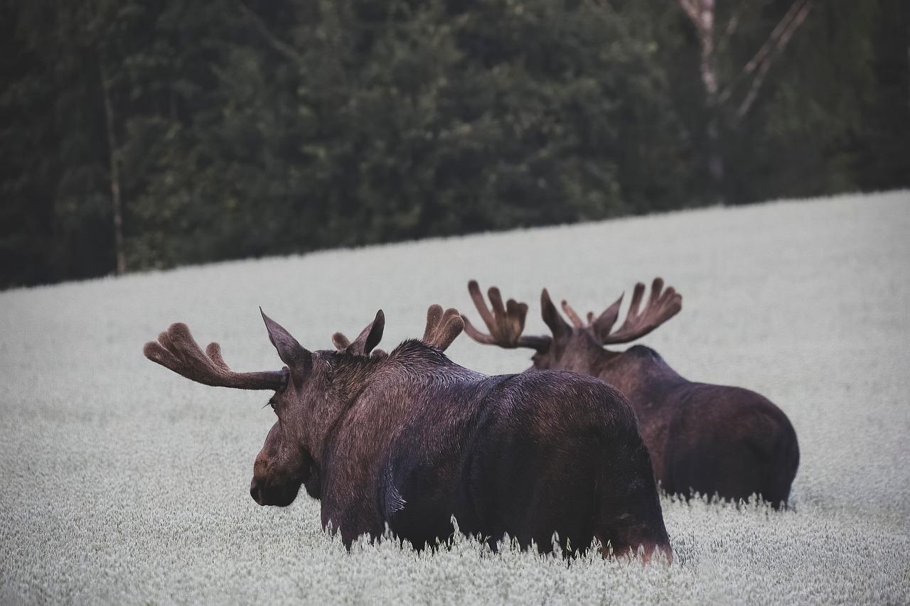 moose nature norway animal species mammal moose moose moose moose moose norway norway