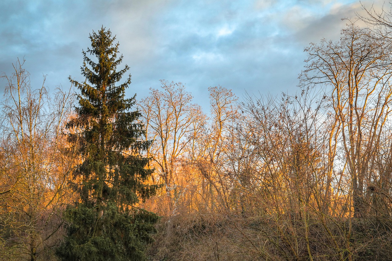 trees forest nature epicea norway spruce spruce leaves branches fall autumn norway spruce norway spruce norway spruce norway spruce norway spruce