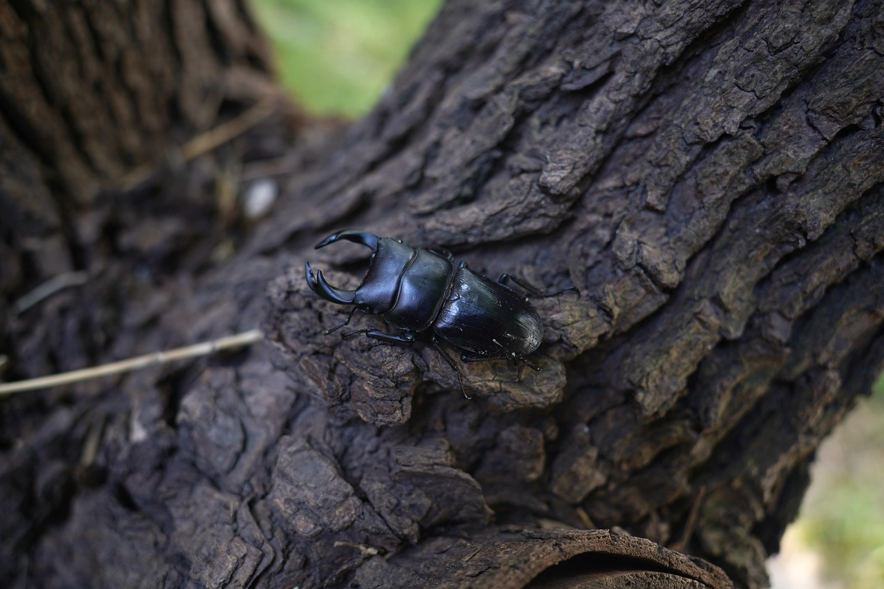 catalpa beetle insect chinese beetle entomology species