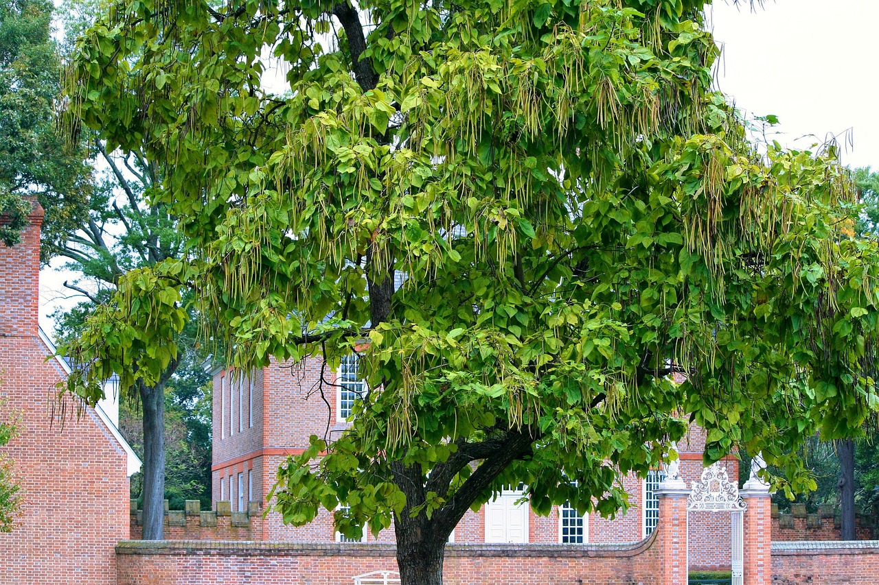 catalpa tree catawaba tree bignoniaceae bean pod fruit tree organic agriculture outdoors environment trunk leaves branches nature catalpa tree catalpa tree catalpa tree catalpa tree catalpa tree