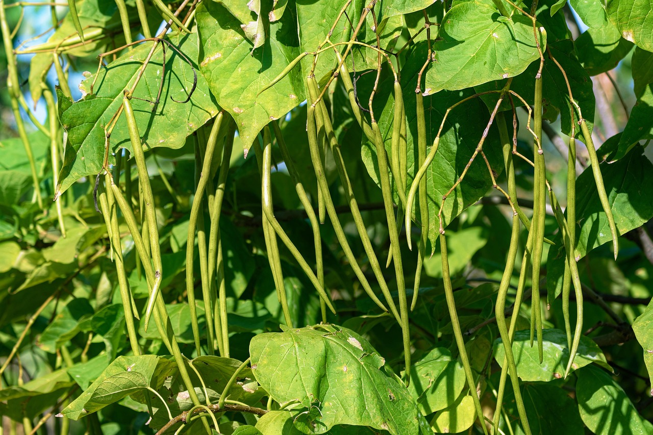 string beans bean plant fruits leaves tree catalpa string seed pods sunny summer naturally nature close string-bean-tree flora botanical