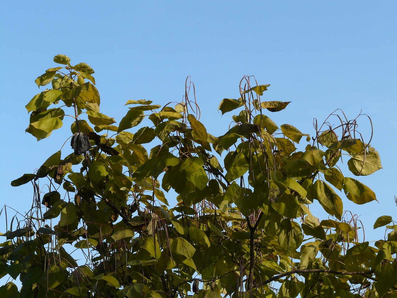 trumpet tree catalpa pods light green nature ornamental wood fruit tree