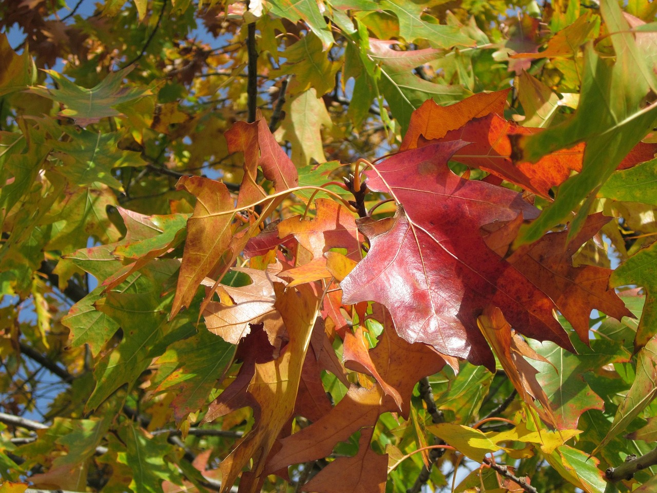 quercus rubra northern red oak champion oak leaves nature autumn foliage tree flora botany plant species