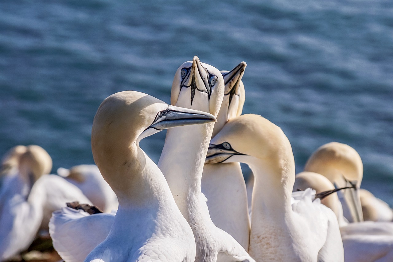 sea bird nature northern gannet birds