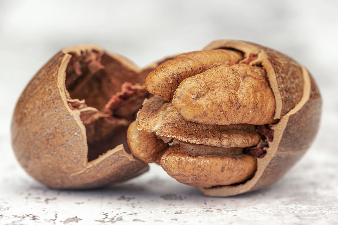 pecan copyright jackie matthews pecan pecan pecan pecan pecan copyright copyright