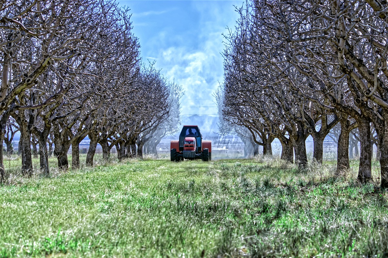 tractor orchard farm healthy nature tree pecan agriculture nuts