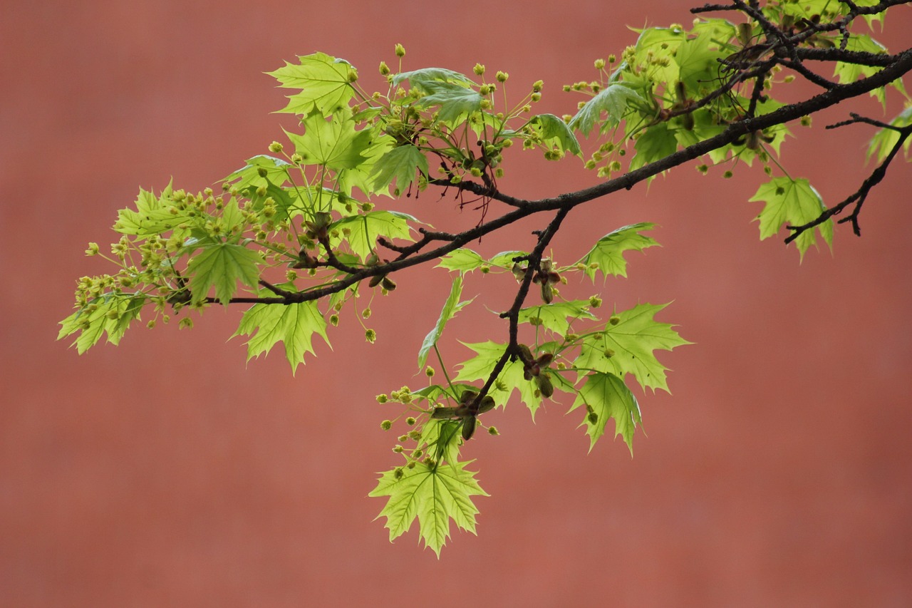 norway maple maple leaves maple tree foliage spring nature