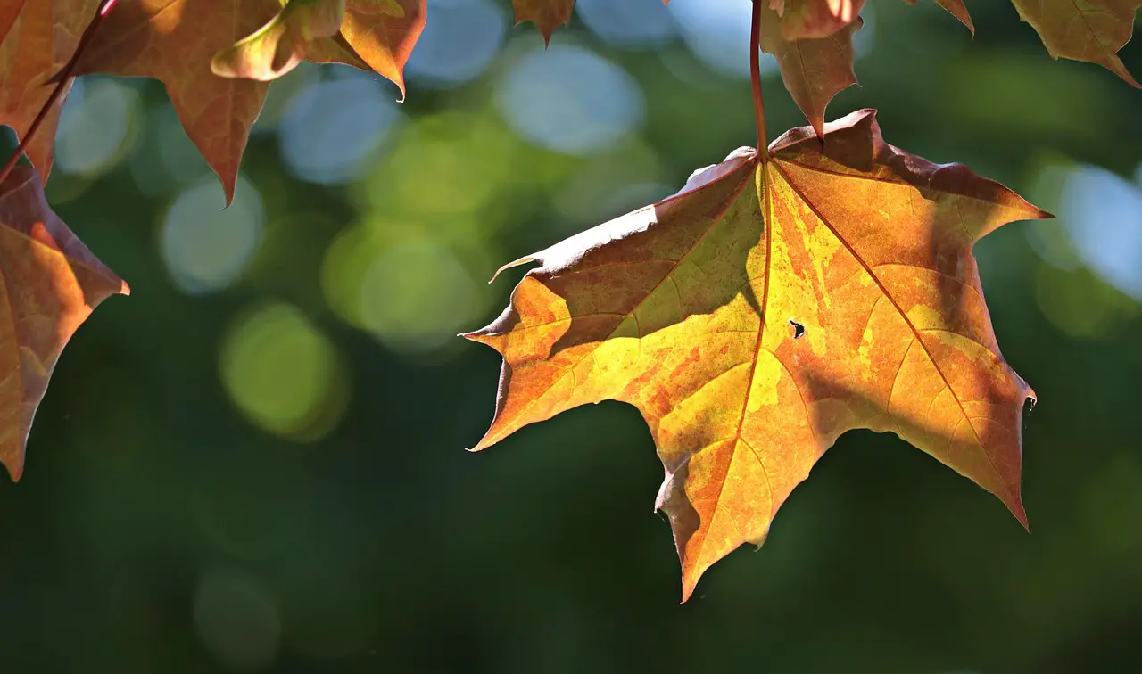 maple leaves leaves maple nature sun coloured foliage leaves sun sun sun sun sun