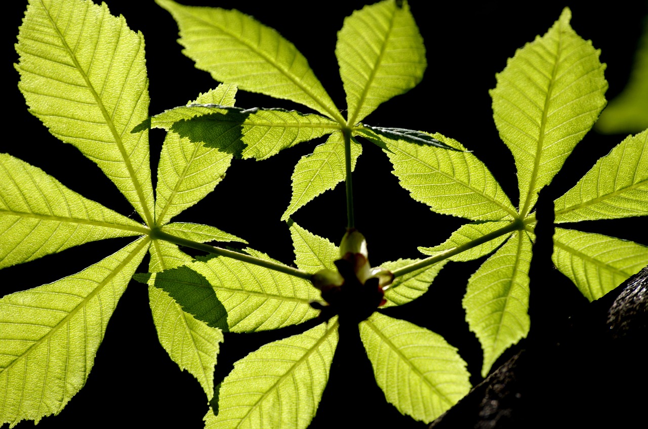 leaves chestnut tree spring nature buckeye deciduous tree foliage