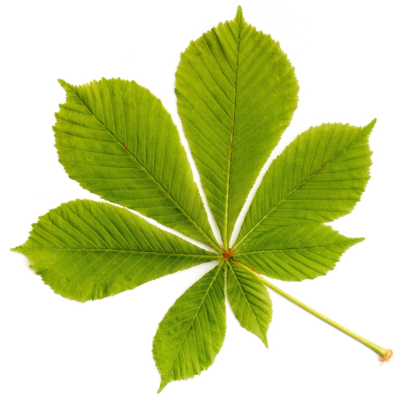 leaf tree foliage texture detail cut-out nature green chestnut buckeye chestnut buckeye buckeye buckeye buckeye buckeye