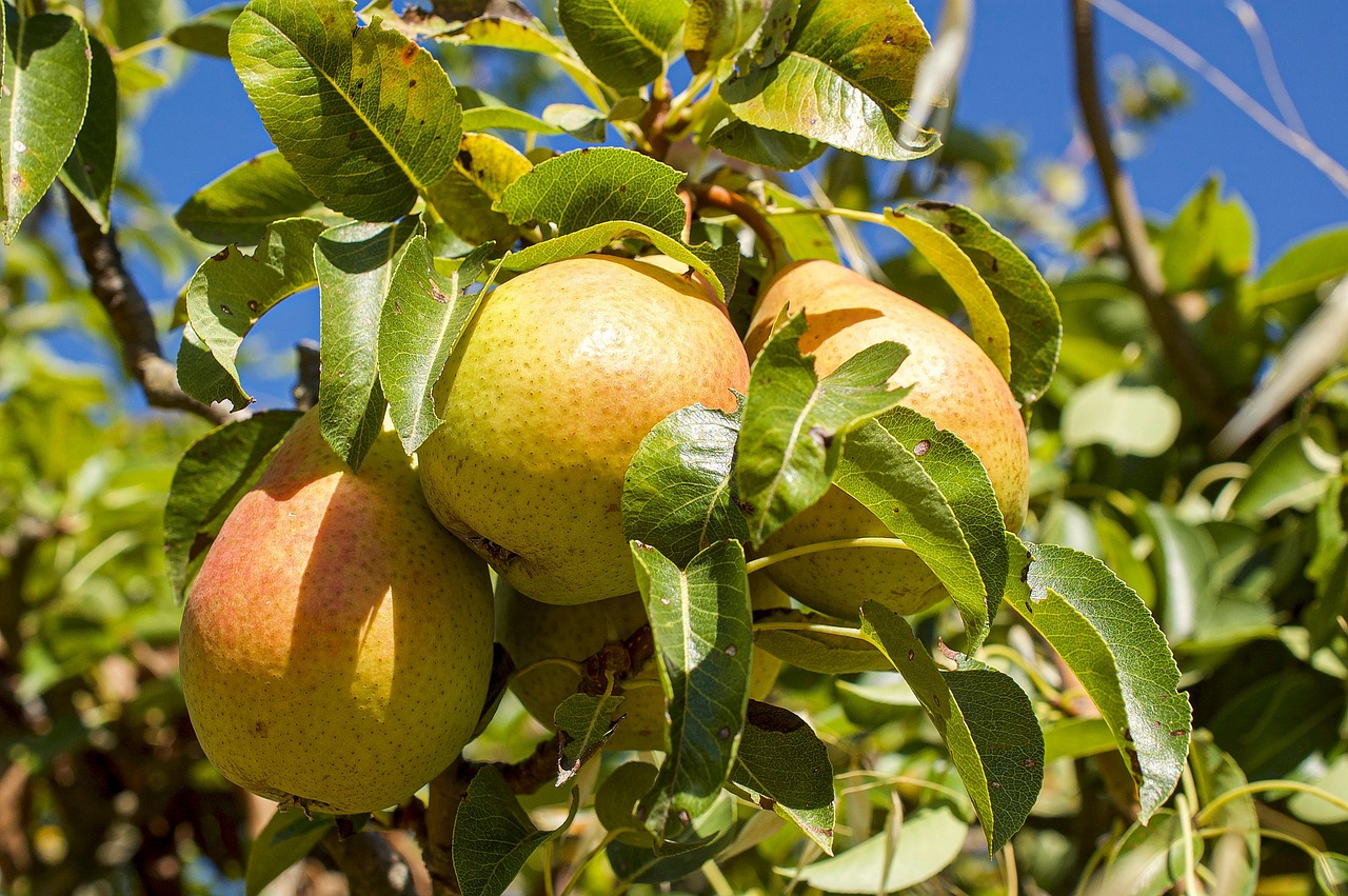pear nature fruit fruit tree tree pear tree summer agriculture vitamins