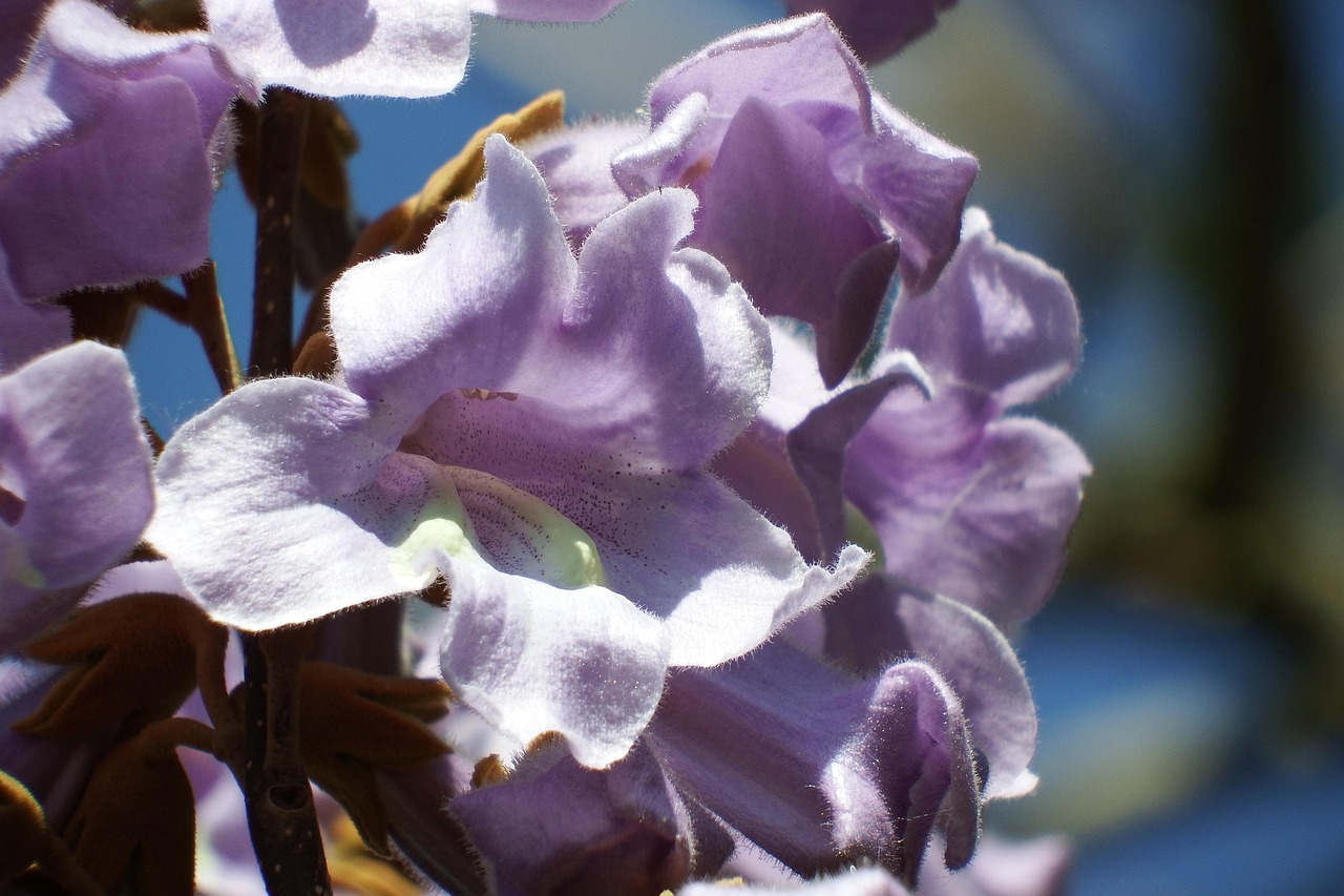 paulownia blossom spring nature garden pink