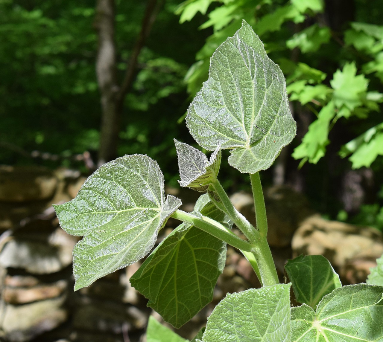 new paulownia leaves princess tree paulownia foliage leaves tree plant flora nature spring new leaves growing deciduous green news green new paulownia paulownia paulownia paulownia paulownia