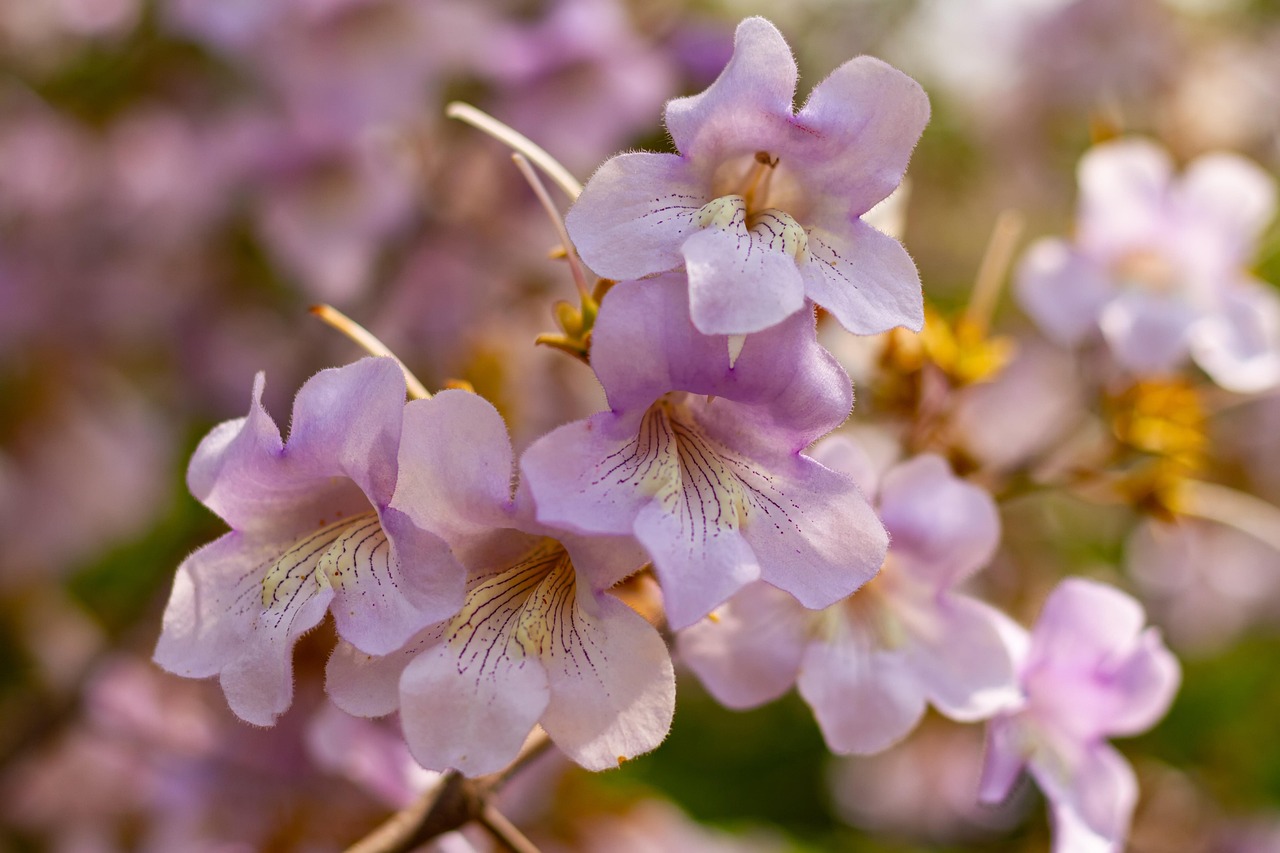paulownia empress tree flowering paulownia purple flowers lilac bell spring isolated flower background blue summer development nature floral flower macro garden flora purple beautiful flowers flower wallpaper bloom flowers green bells