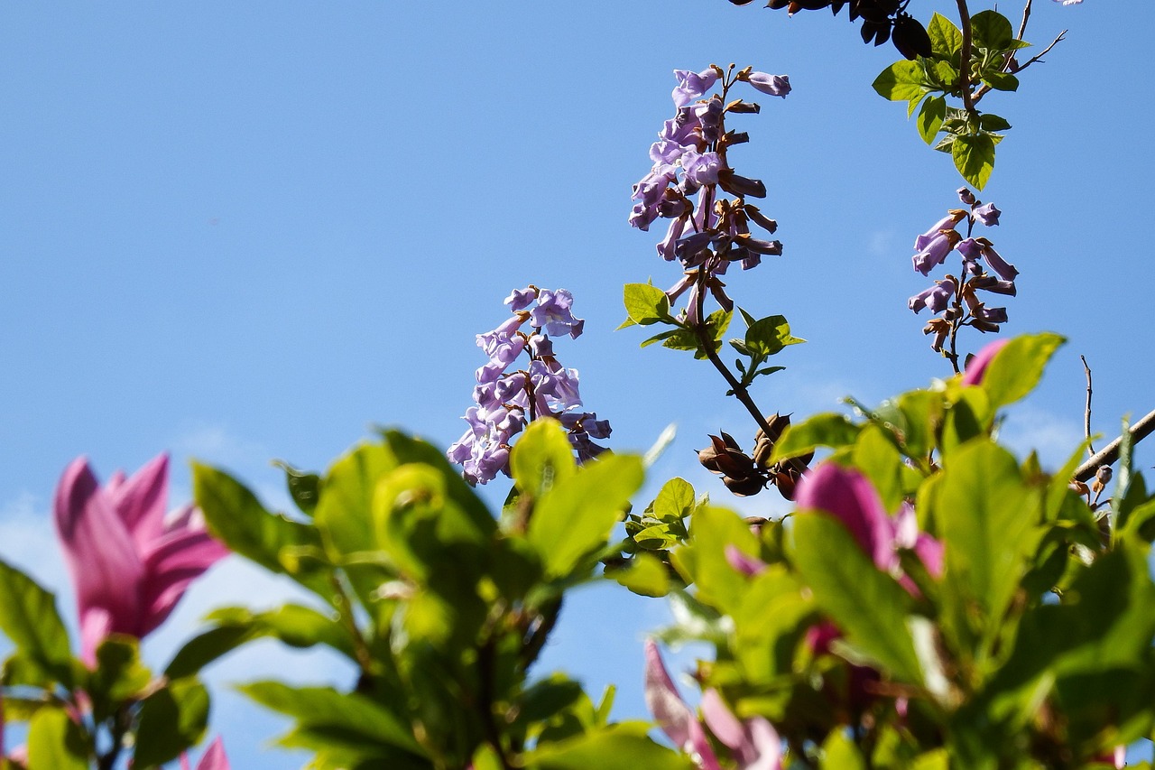 paulownia blooming spring nature tree garden