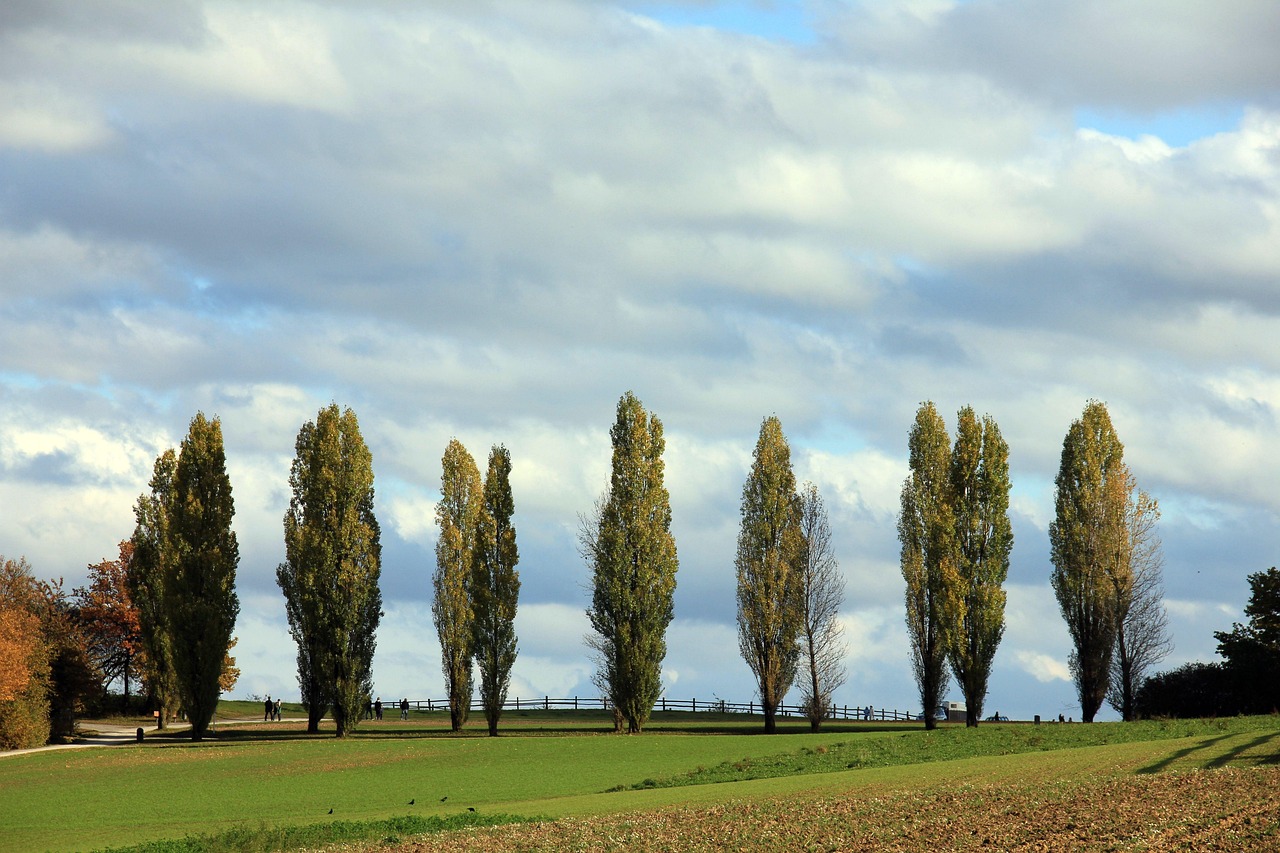 avenue poplar avenue path tree nature trees poplar landscape heaven fields
