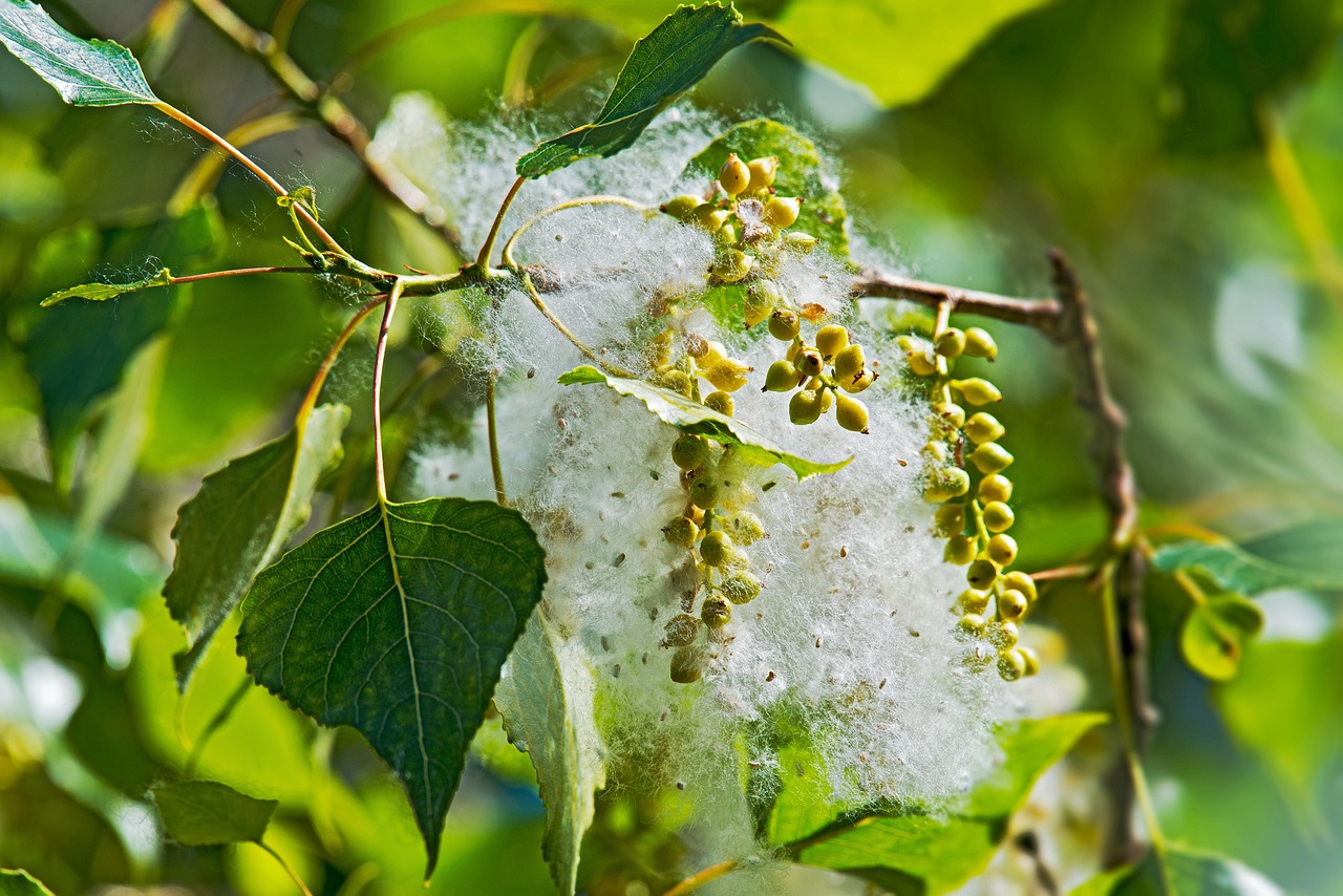 poplar tree female fruit capsule seeds cottony populus nigra cotton poplar nature piboule black poplar