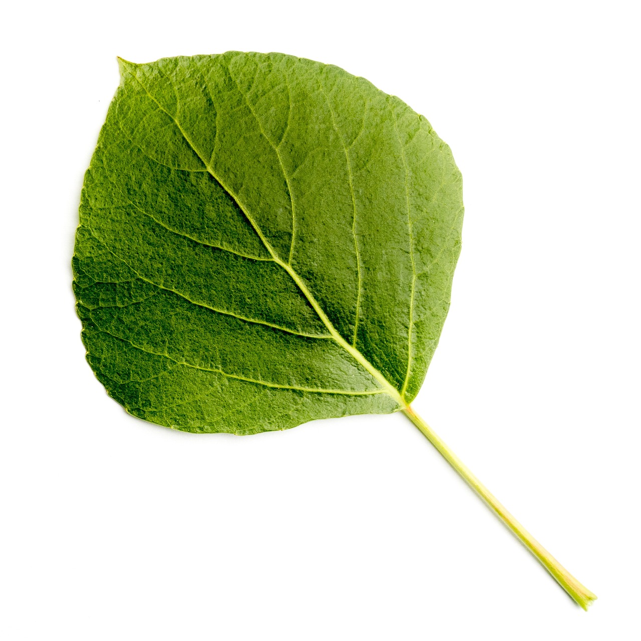 leaf deciduous tree tree leaves nature black poplar poplar