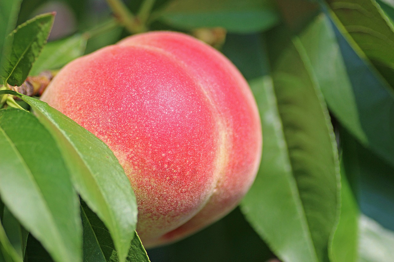 peach fruit food fresh healthy ripe organic sweet nature produce harvest leaves peach tree