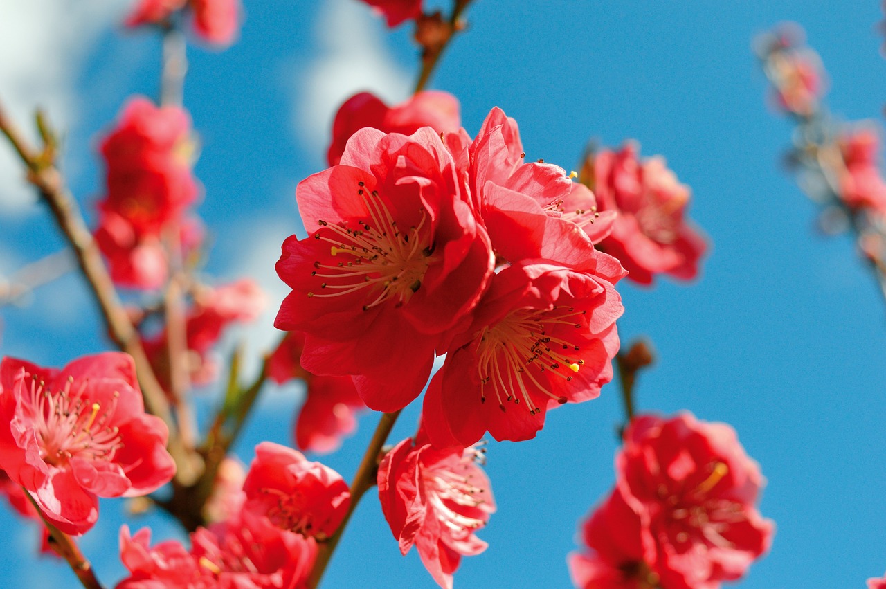 flower peach blossom petals branch tree nature blossom bloom peach tree flora flower wallpaper spring bloom flower background garden beautiful flowers fruit tree spring blue sky bloom spring awakening