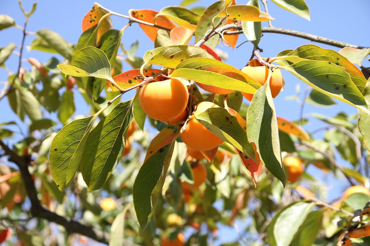 autumn persimmon fruit persimmon tree dried persimmon persimmon persimmon persimmon persimmon persimmon dried persimmon