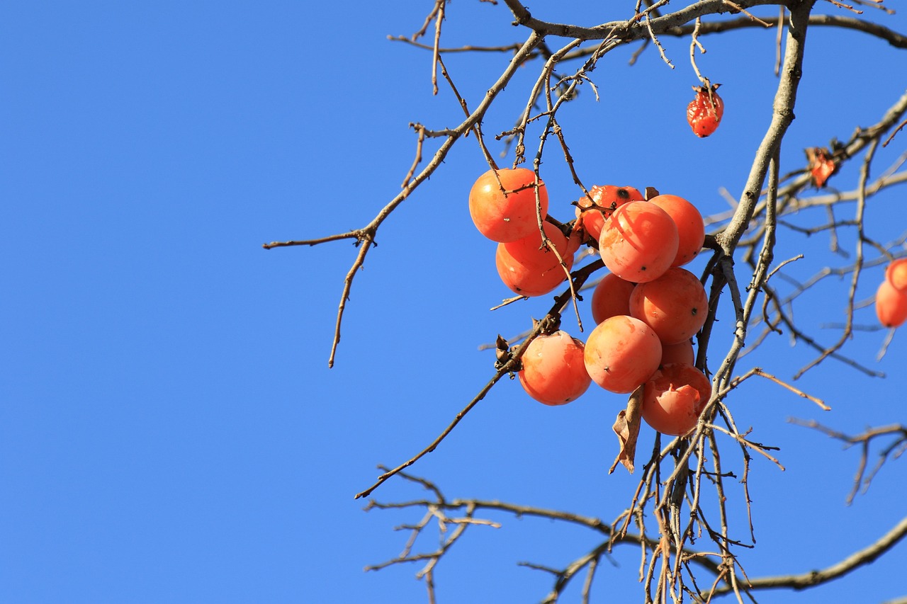 persimmon persimmon tree branch fruit harvest sky tree nature persimmon persimmon persimmon persimmon persimmon