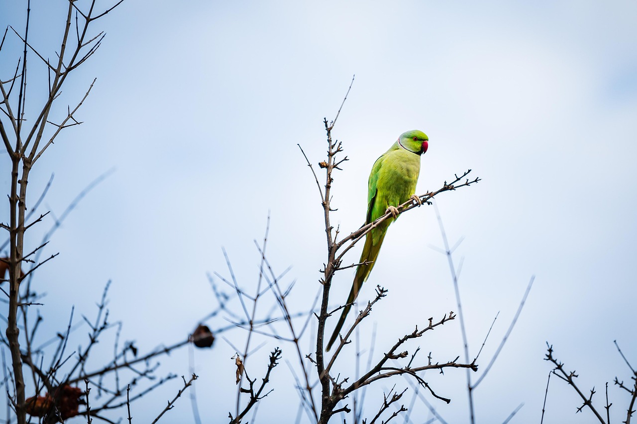 green parrot parrot bird animal feathers plumage beak nature wildlife avian persimmon tree