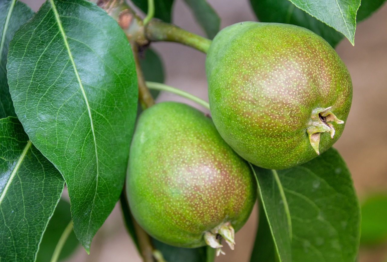 pear fruit fruit tree food meal healthy leaves green fresh grow growth nature garden bio plant pear pear pear pear pear